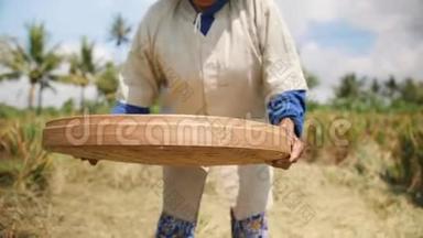 水稻收获过程。 巴厘岛老农场工人妇女在田里<strong>送礼</strong>物。 亚洲传统农业。 4K慢动作